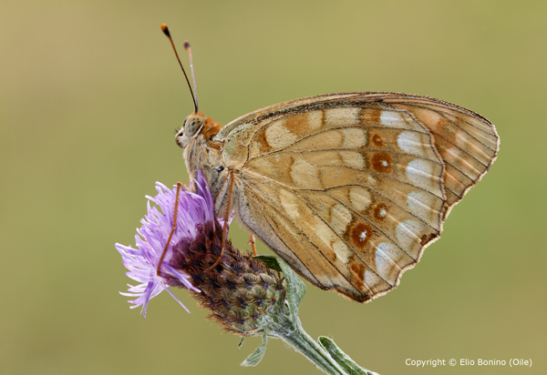 Identificazione - Issoria? - Argynnis (Fabriciana) adippe